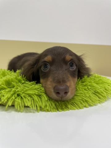 ミニチュアダックスフンド