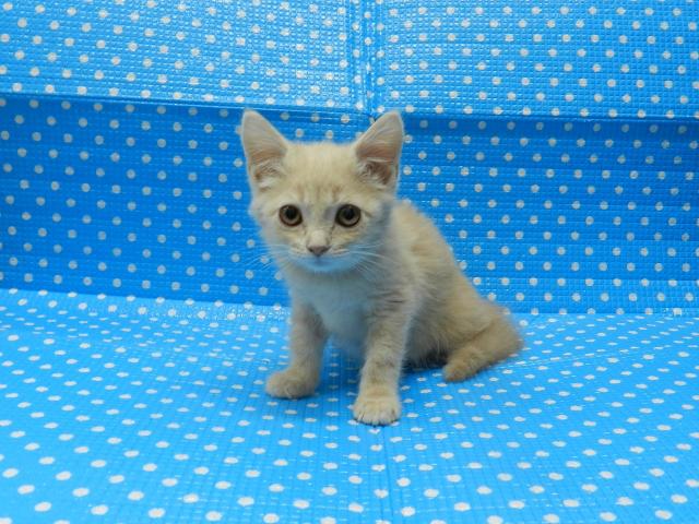 スコティッシュフォールド