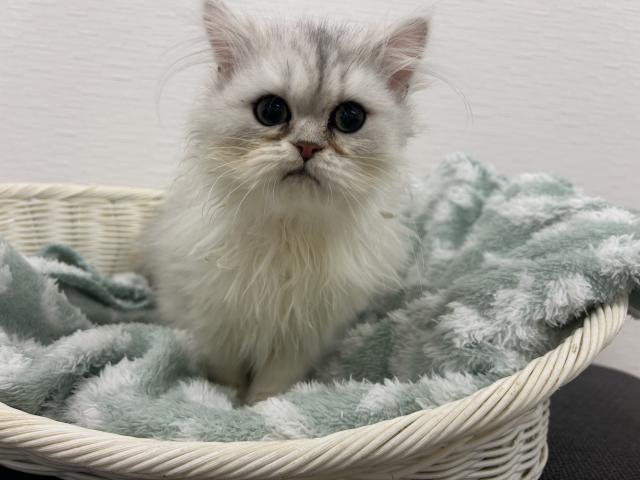 ペルシャ・ヒマラヤン