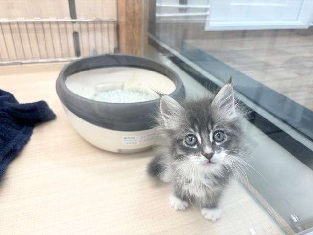 少しビビりですが甘えん坊な男の子です