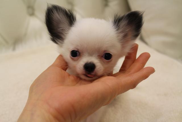 チワワ（ロングコート）