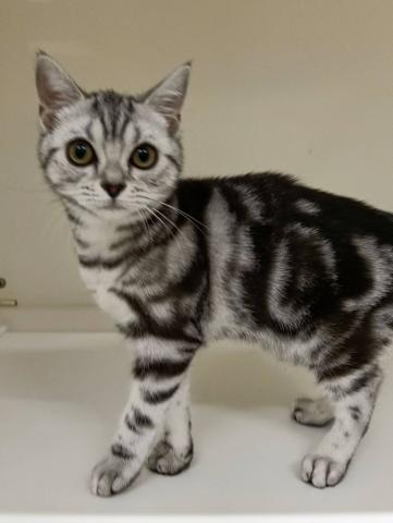 アメリカンショートヘアー