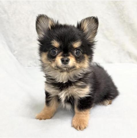 チワワ（ロングコート）