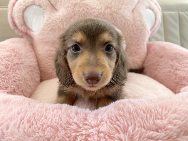 ミニチュアダックスフンド