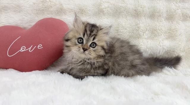 ブラウンタビー＆ホワイト