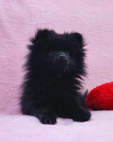 ポメラニアンフワフワで可愛い黒ポメちゃん🐶🎀