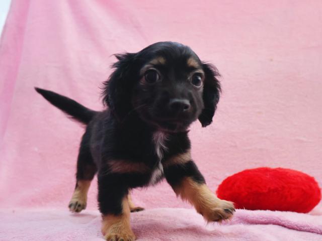 MIXチワックスくん🐶✨(チワワ×Mダックス)