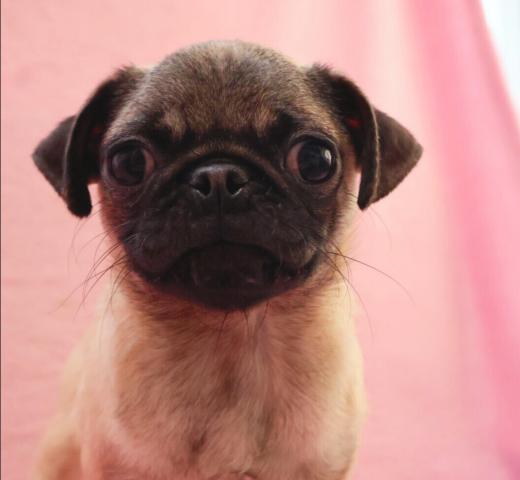 パグ🐶遊ぶの大好き♪小ぶりなパグちゃん🎀