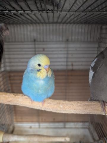 セキセイインコ パステルレインボー