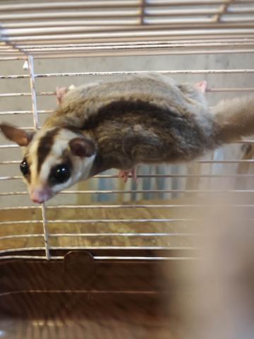 フクロモモンガ【ホワイトフェイス】