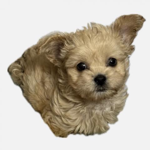 ペキニーズ×プードル