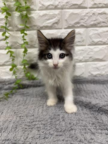 ノルウェージャンフォレストキャット