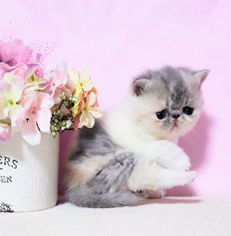 エキゾチックショートヘアー