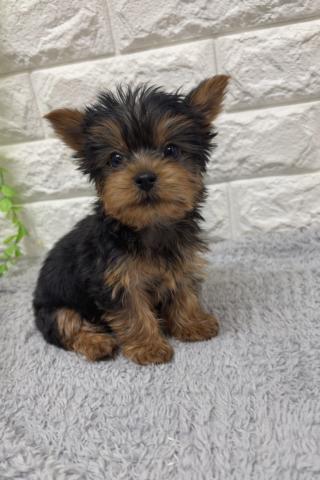 ヨークシャーテリア