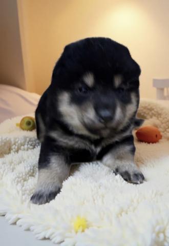 元気いっぱいの子です❣️