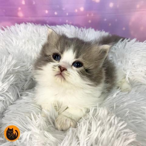 スコティッシュフォールド