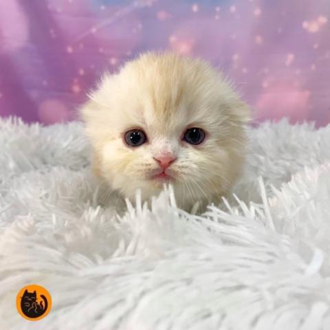 スコティッシュフォールド