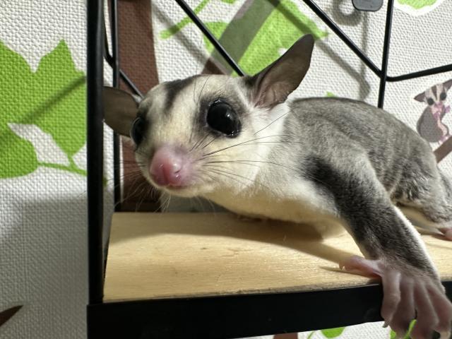 ホワイトフェイスhetクリミノ　男の子