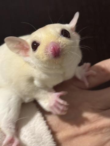 ルビープラチナ