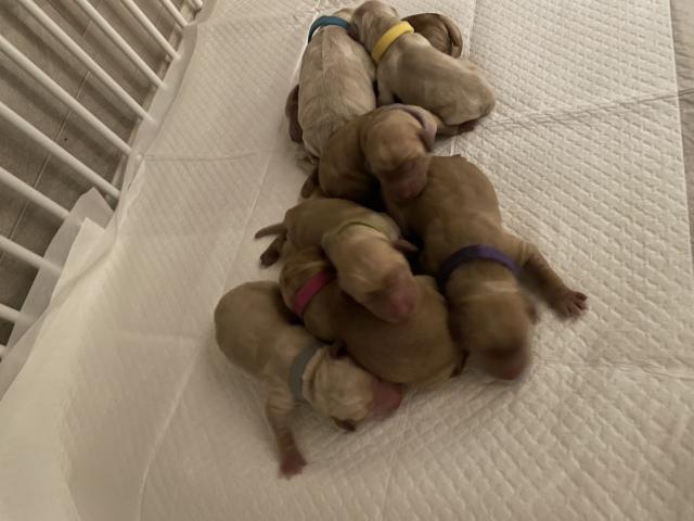 ラブラドゥードル(パパ:ラブラドールレトリーバー×ママ:スタンダードプードル)