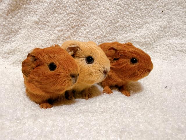 ロシアンスモークモルモットspサテン