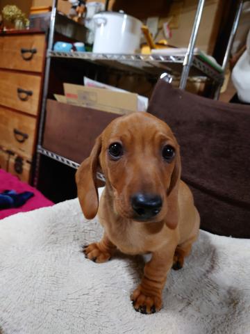 ミニチュアダックスフンドスムース