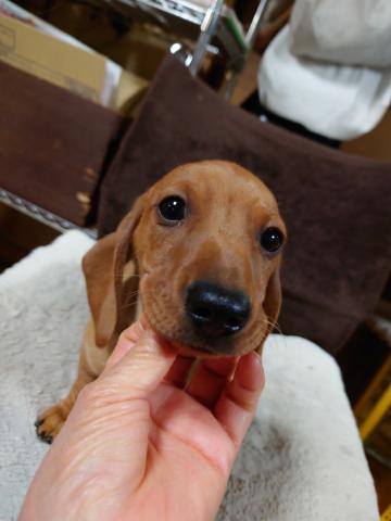 ミニチュアダックスフンドスムース