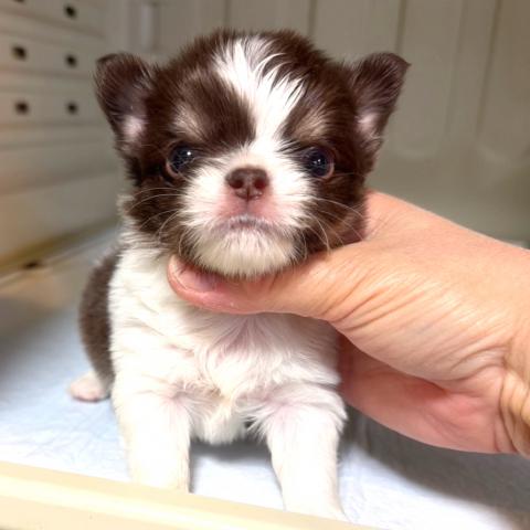 チワワ（ロングコート）