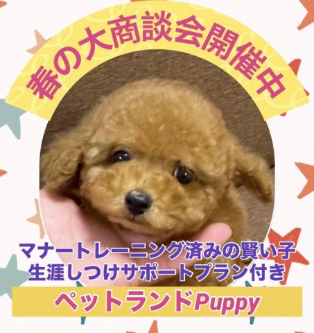 💕ペットランドPuppy💕ブリーダー直販店💕