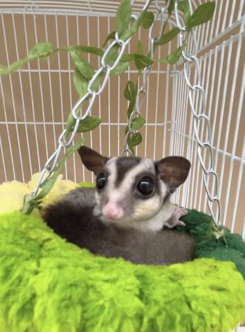 フクロモモンガ