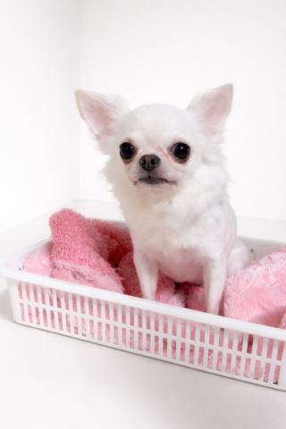 チワワ（ロングコート）