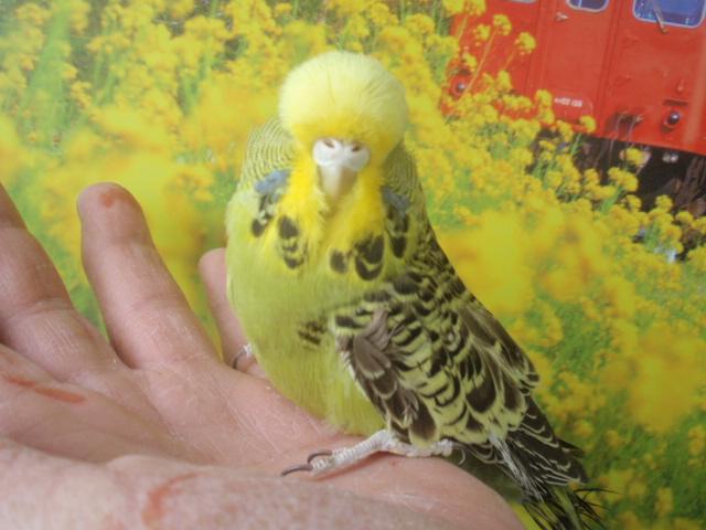 ジャンボセキセイインコ　オリーブオパーリン　若♀　(^_-)-☆