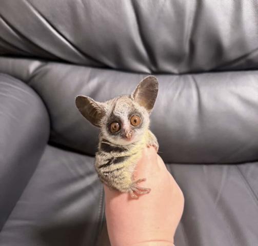 ショウガラゴ(モホリ)