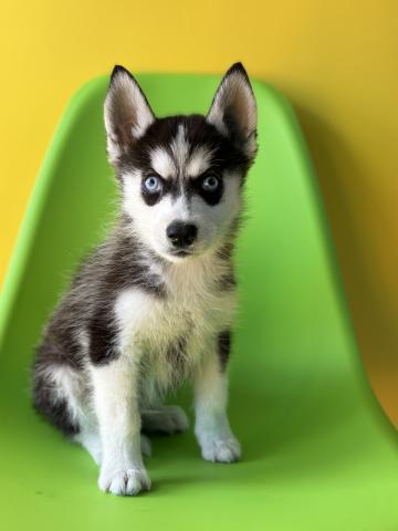 シベリアンハスキー9872