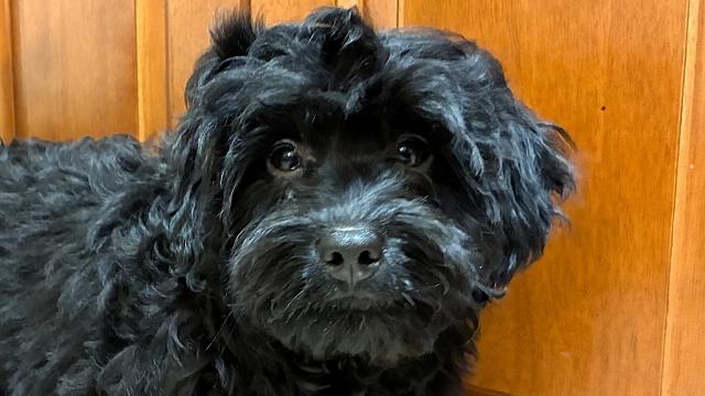 MIX💕バーニードゥードル💕個性的で存在感あるミディアムサイズ💕