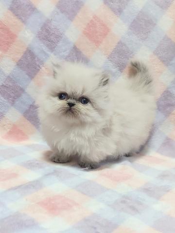 ミヌエット（旧ナポレオン）