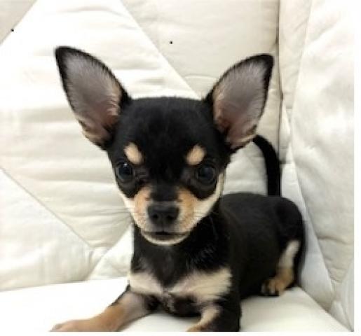 チワワ（スムースコート）