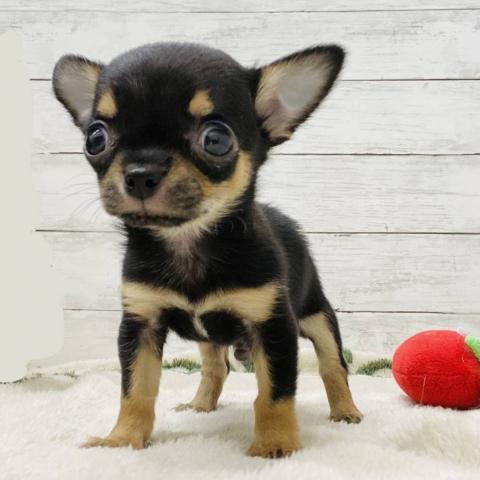 チワワ（スムースコート）