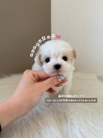 MIXベビーフェイスなキャバマルちゃん🐥⸒⸒