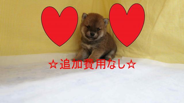 ☆愛嬌満点の可愛いお顔👶💕尻尾ぶんぶん‼人が大好きな柴ちゃん☆