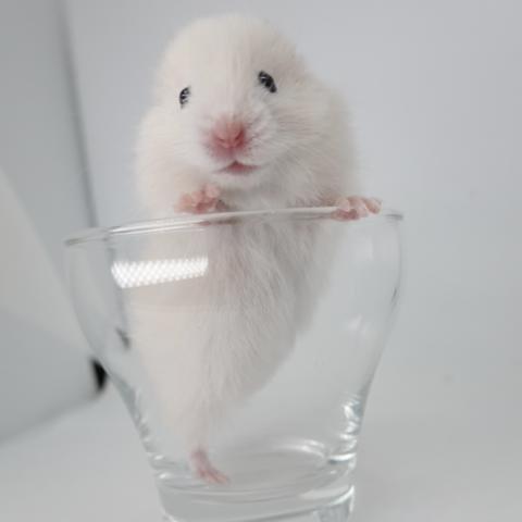 シリアンハムスター(クリーム長毛)