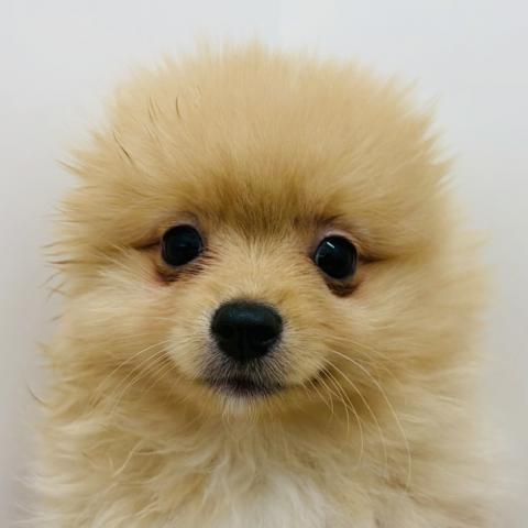 ポメラニアン