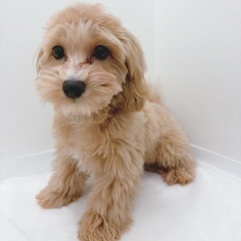 マルチーズ×トイプードル