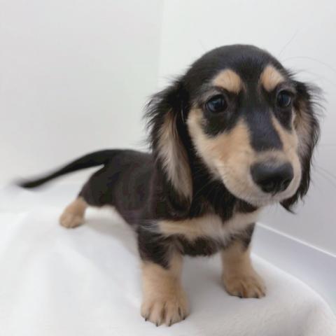 カニンヘンダックスフンド