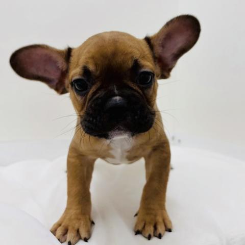 フレンチブルドッグ