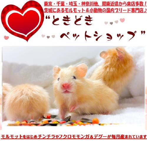 キンクマハムスター（ゴールデンハムスター、サテン、長毛）