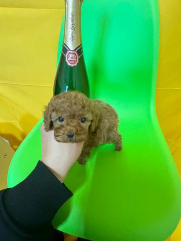 トイプードル極小ロイヤルティーカッププードル✨