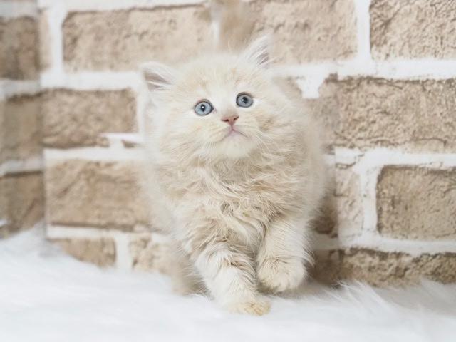 ミヌエット（旧ナポレオン）