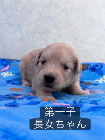 ゴールデンレトリーバー