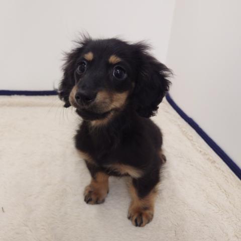 ミニチュアダックスフンド